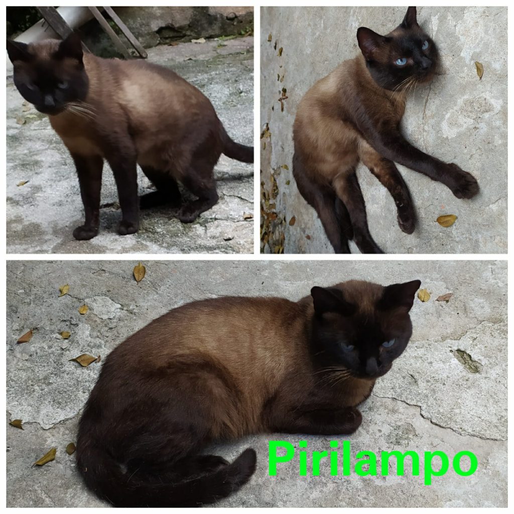 8 Gatinhos (Adoção Urgente)