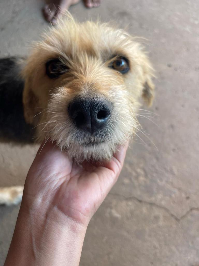 10 Cães (Adoção Urgente)