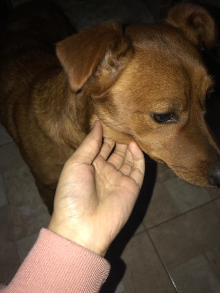 Cão SRD (Adoção Urgente)