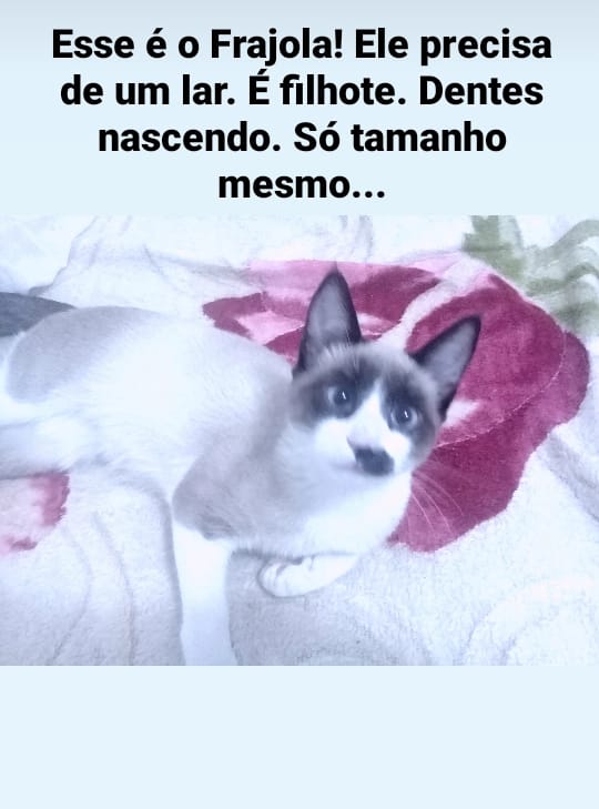 Frajola Filhote (Adoção Urgente)