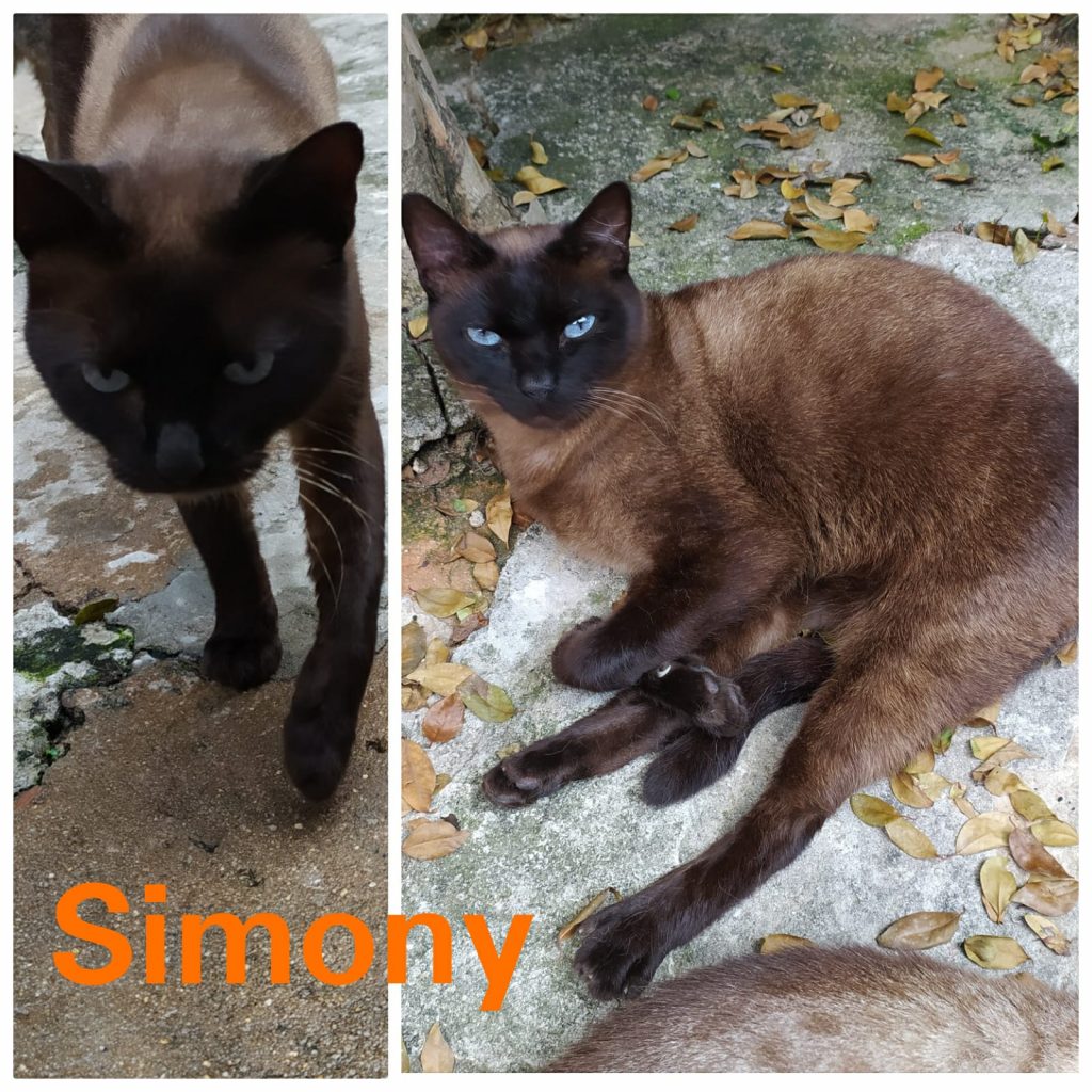 8 Gatinhos (Adoção Urgente)