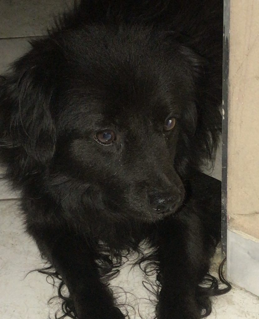 Jose (Adoção Urgente)