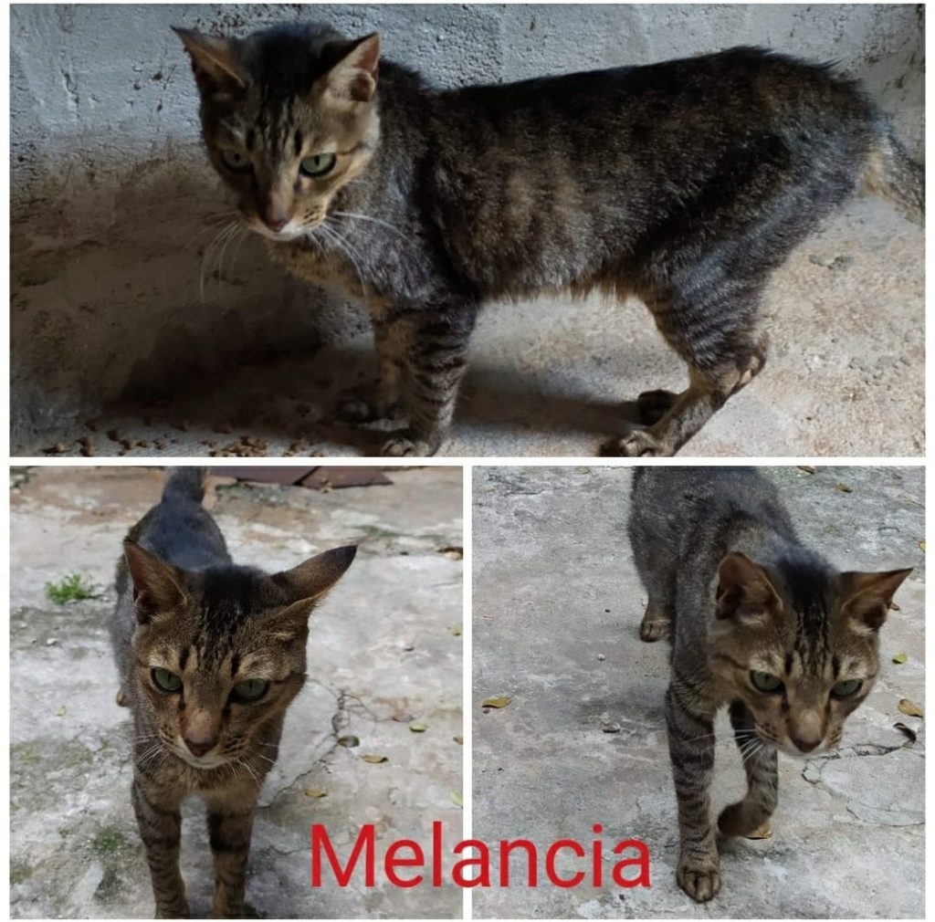 8 Gatinhos (Adoção Urgente)
