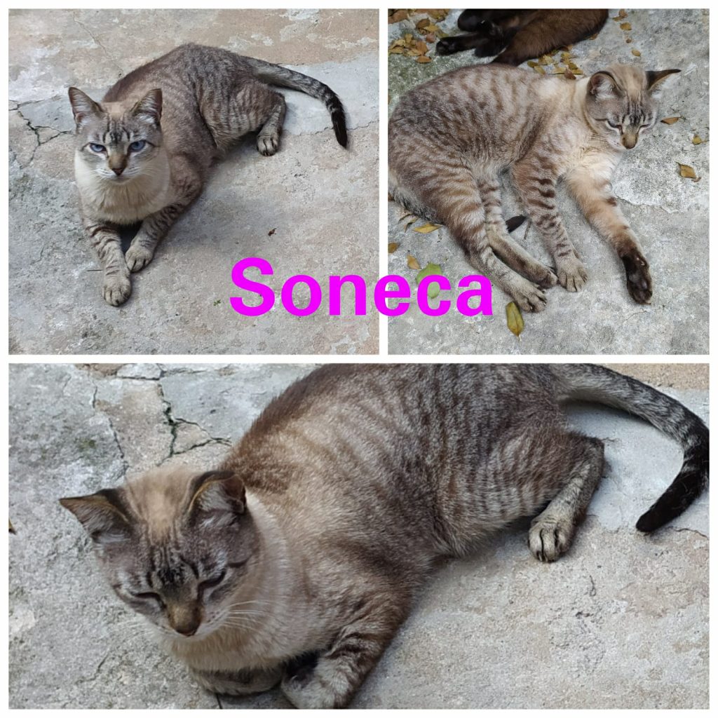 8 Gatinhos (Adoção Urgente)