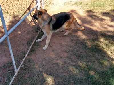 Cão (Adoção Urgente)