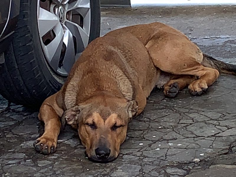 Cão Resgatado (Adoção Urgente)