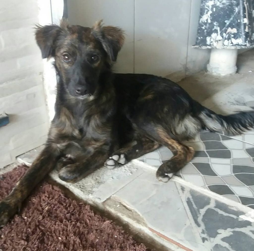 Simba (Adoção Urgente)