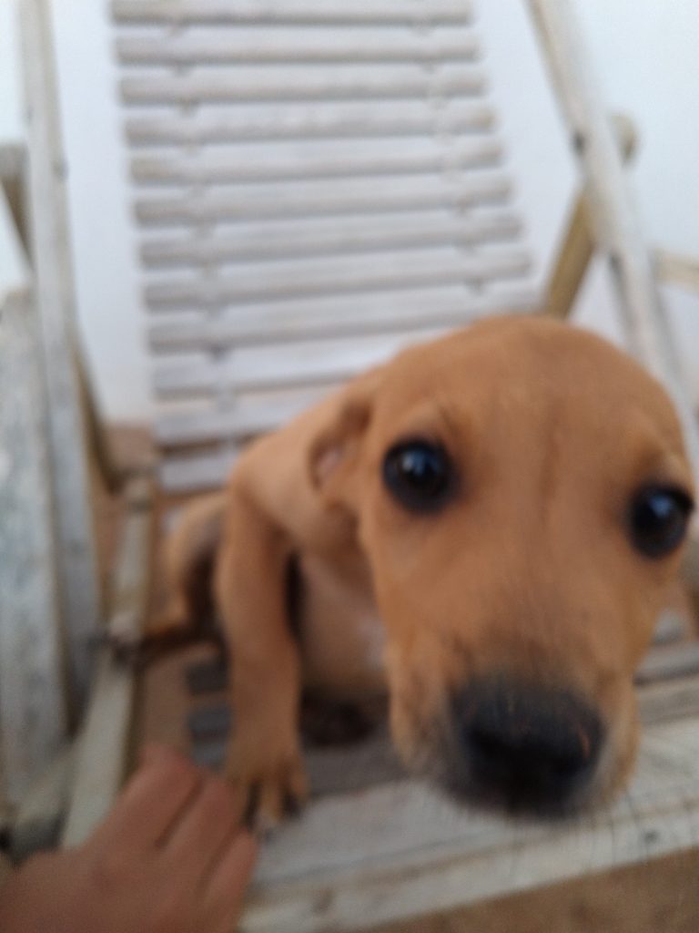 Caramelo (Adoção Urgente)
