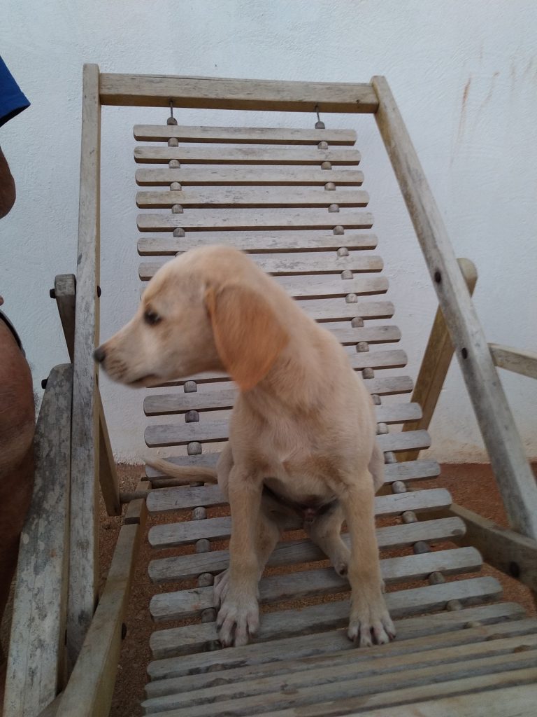 Caramelo (Adoção Urgente)