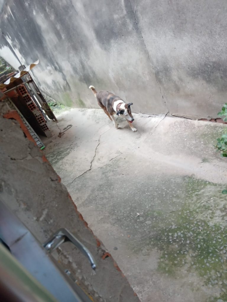 Cão SRD (Adoção Urgente)