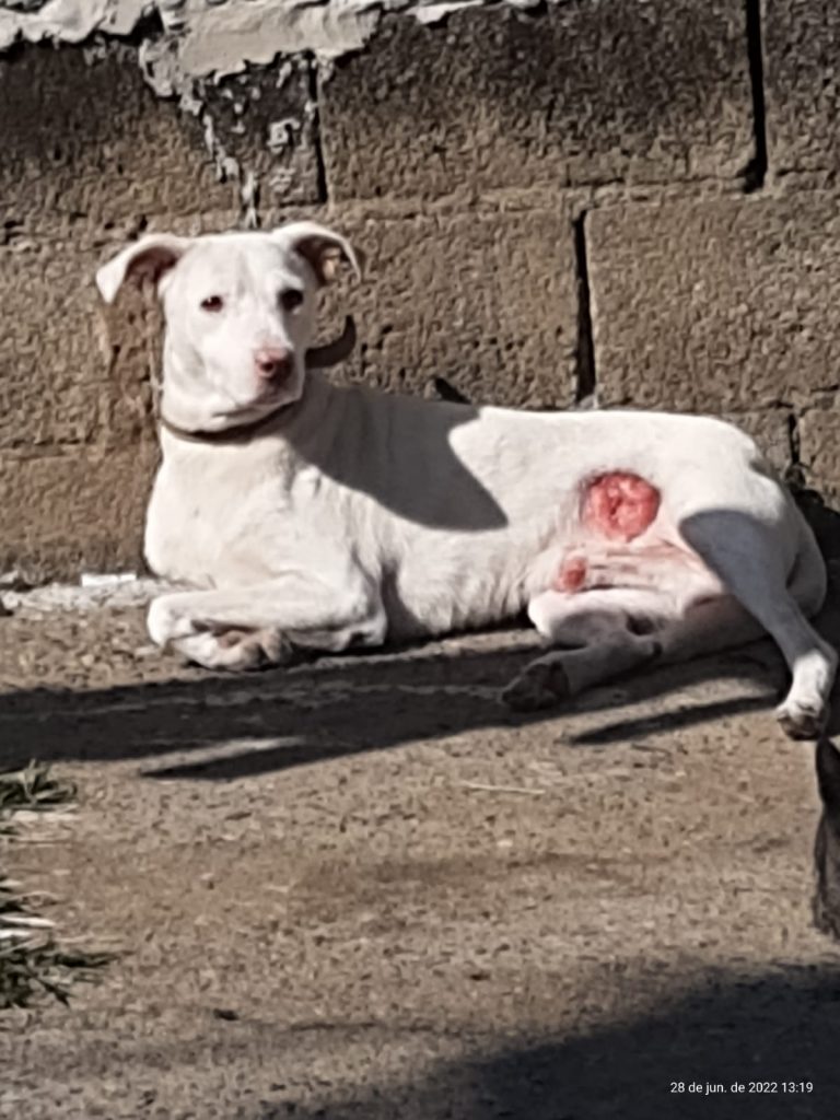 Cachorro (Adoção Urgente)