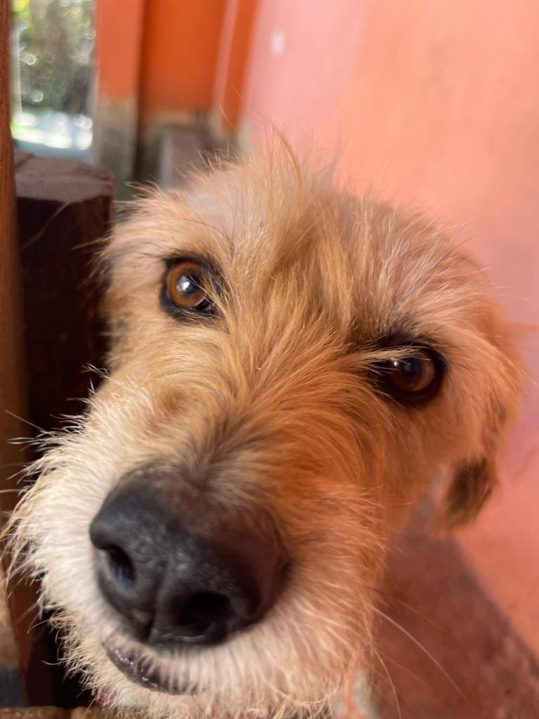 10 Cães (Adoção Urgente)