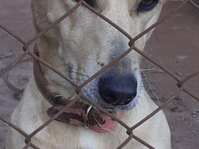 Cão (Adoção Urgente)