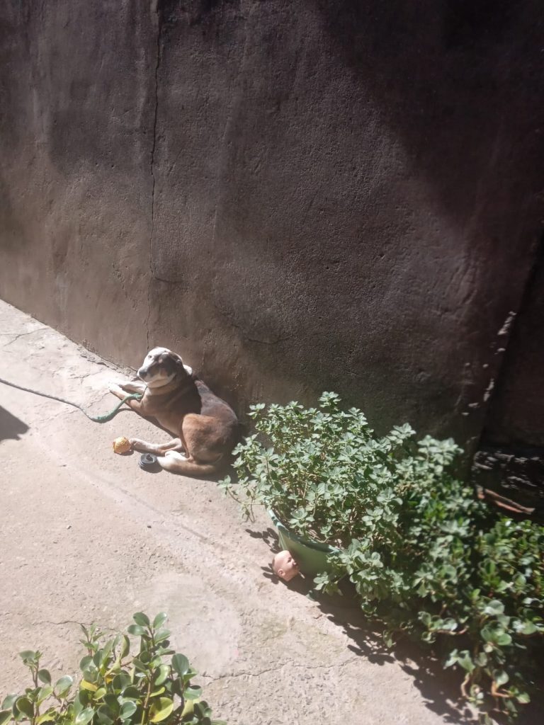 Cão SRD (Adoção Urgente)