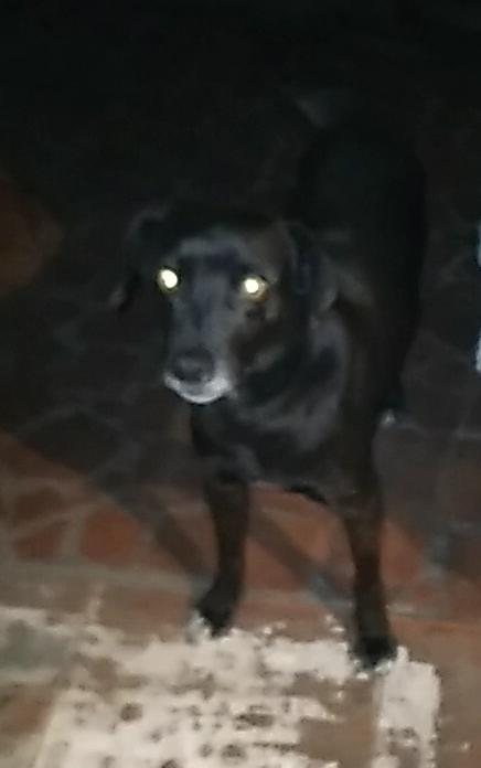 Cachorro (Adoção Urgente)