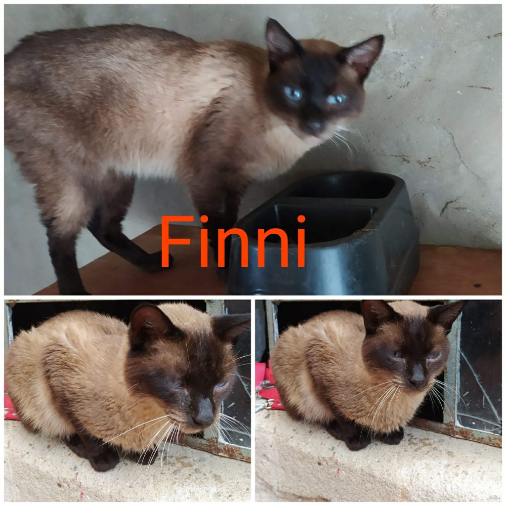 8 Gatinhos (Adoção Urgente)