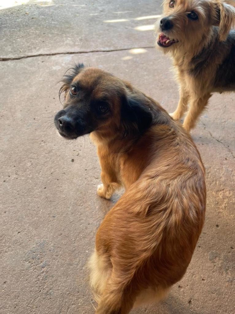 10 Cães (Adoção Urgente)