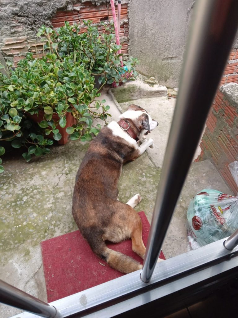 Cão SRD (Adoção Urgente)