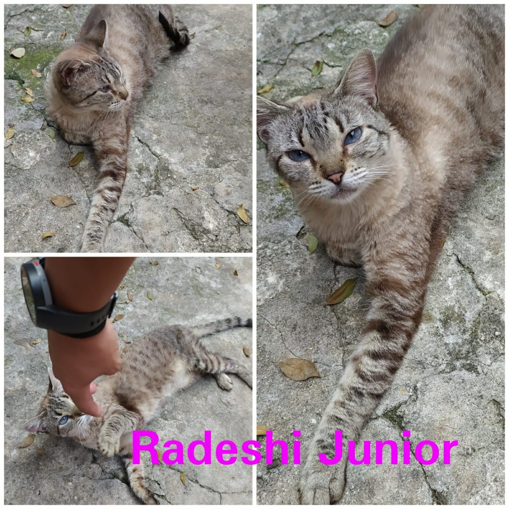 8 Gatinhos (Adoção Urgente)