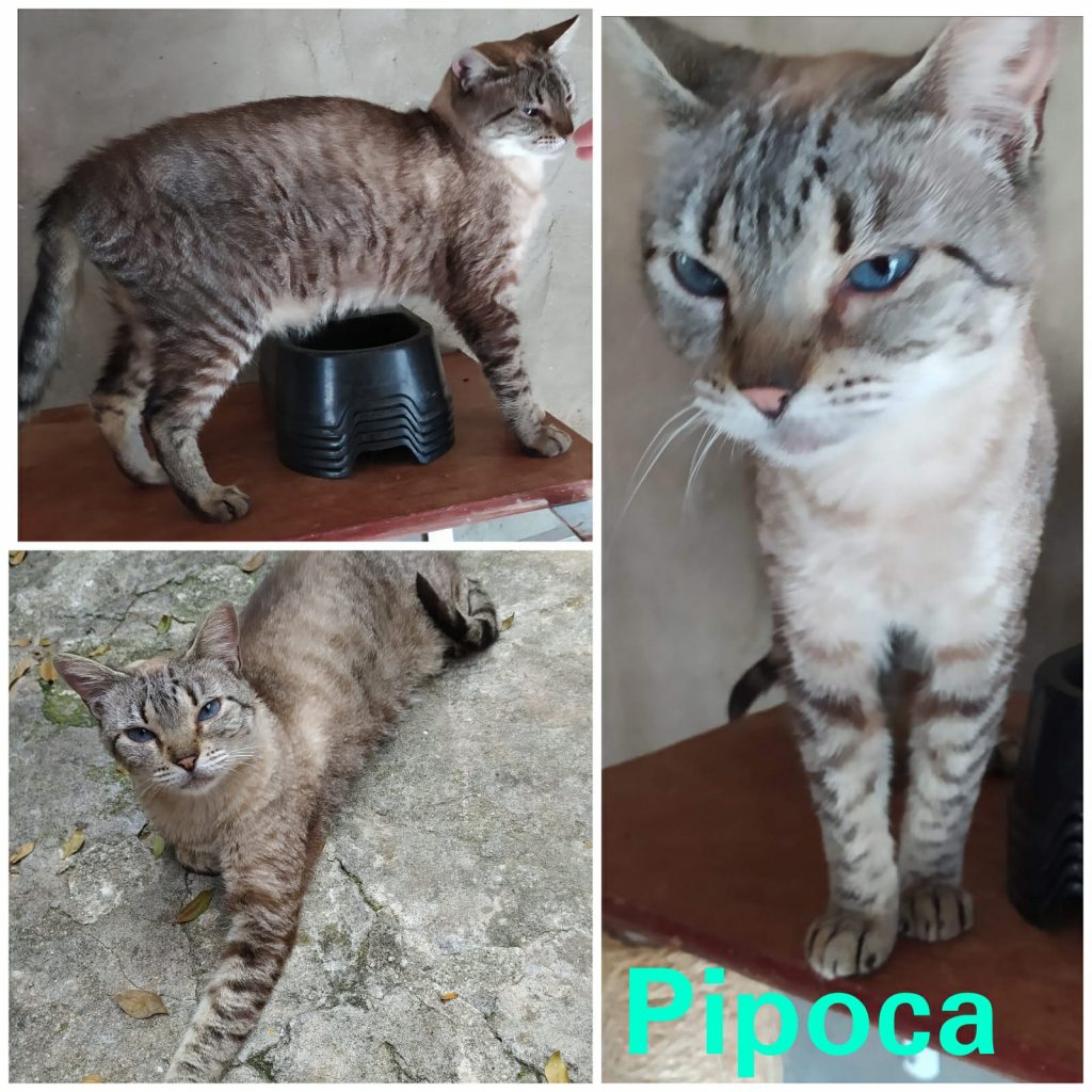 8 Gatinhos (Adoção Urgente)