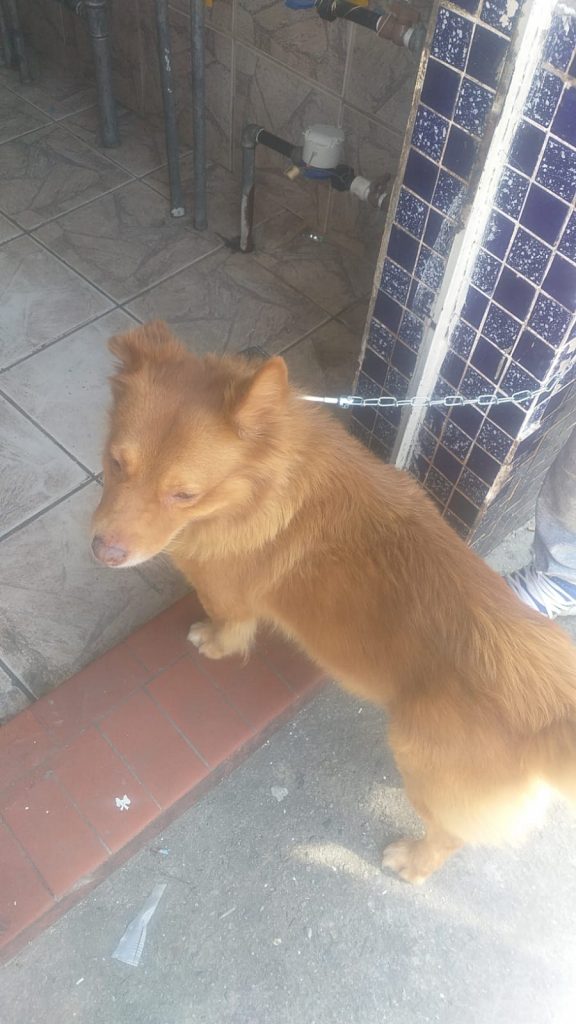 Cão (Adoção Urgente)