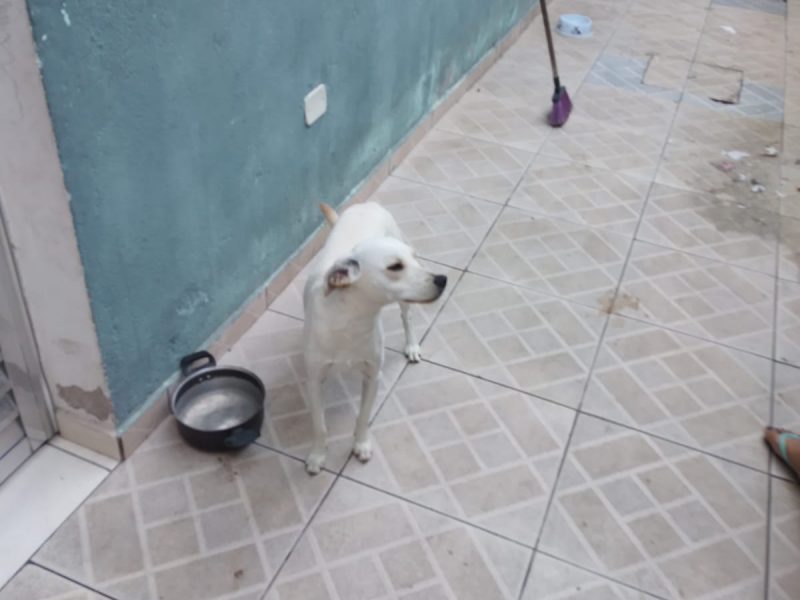 Cão (Adoção Urgente)