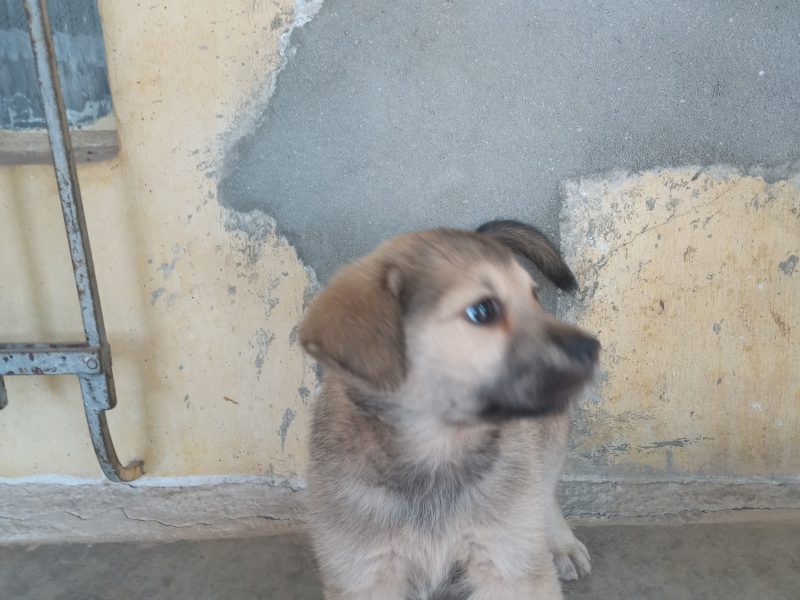 Cachorrinho (Adoção Urgente)