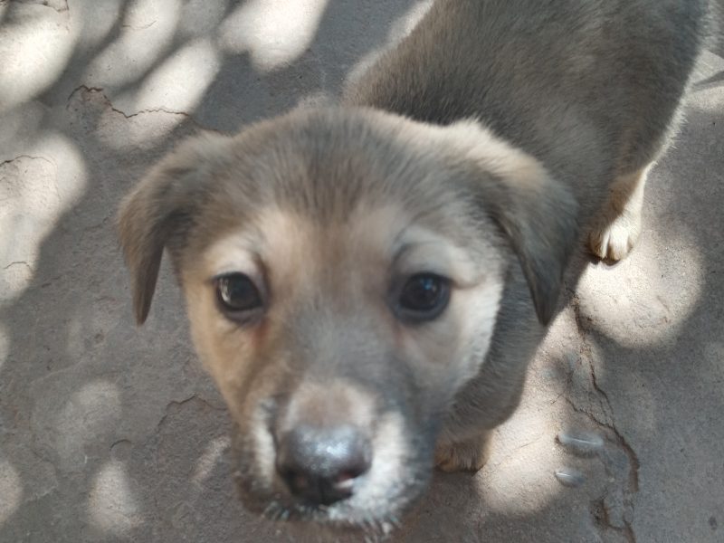 Cachorrinho (Adoção Urgente)