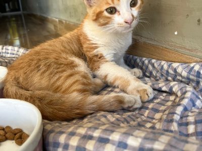 Gatinho (Adoção Urgente)