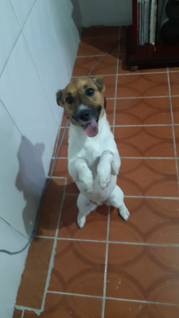 Bela (Adoção Urgente)