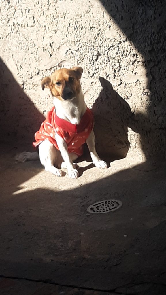 Bela (Adoção Urgente)