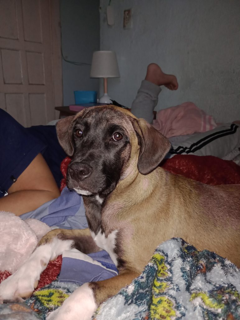 Scooby (Adoção Urgente)