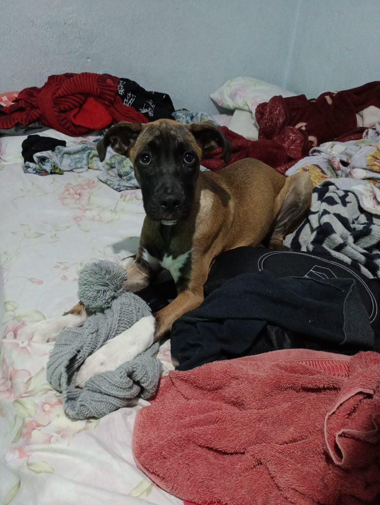 Scooby (Adoção Urgente)