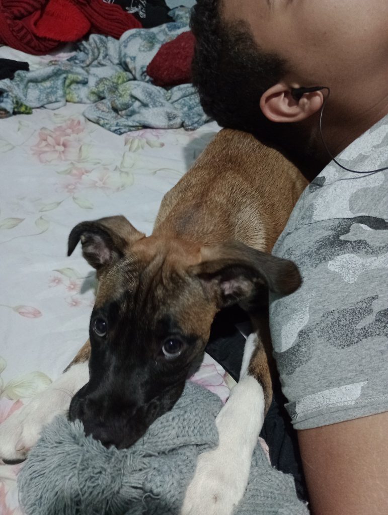 Scooby (Adoção Urgente)