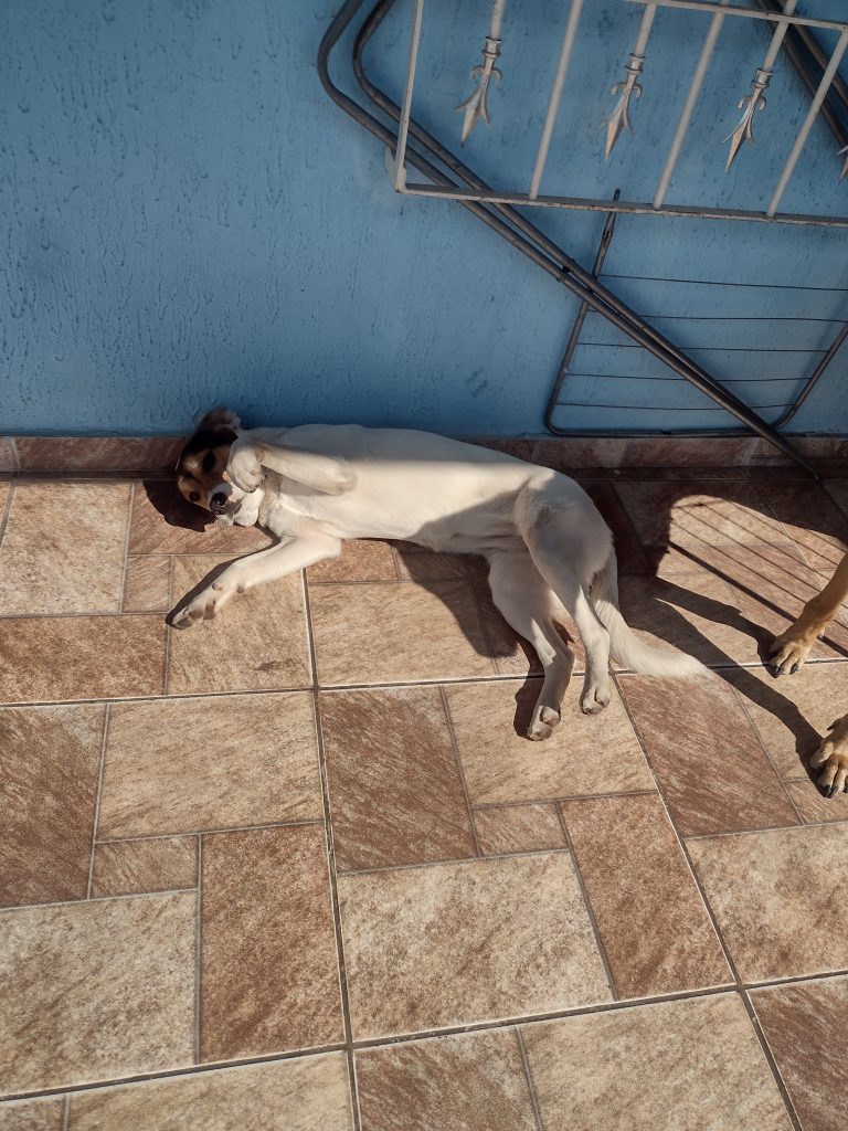 Bella (Adoção Urgente)
