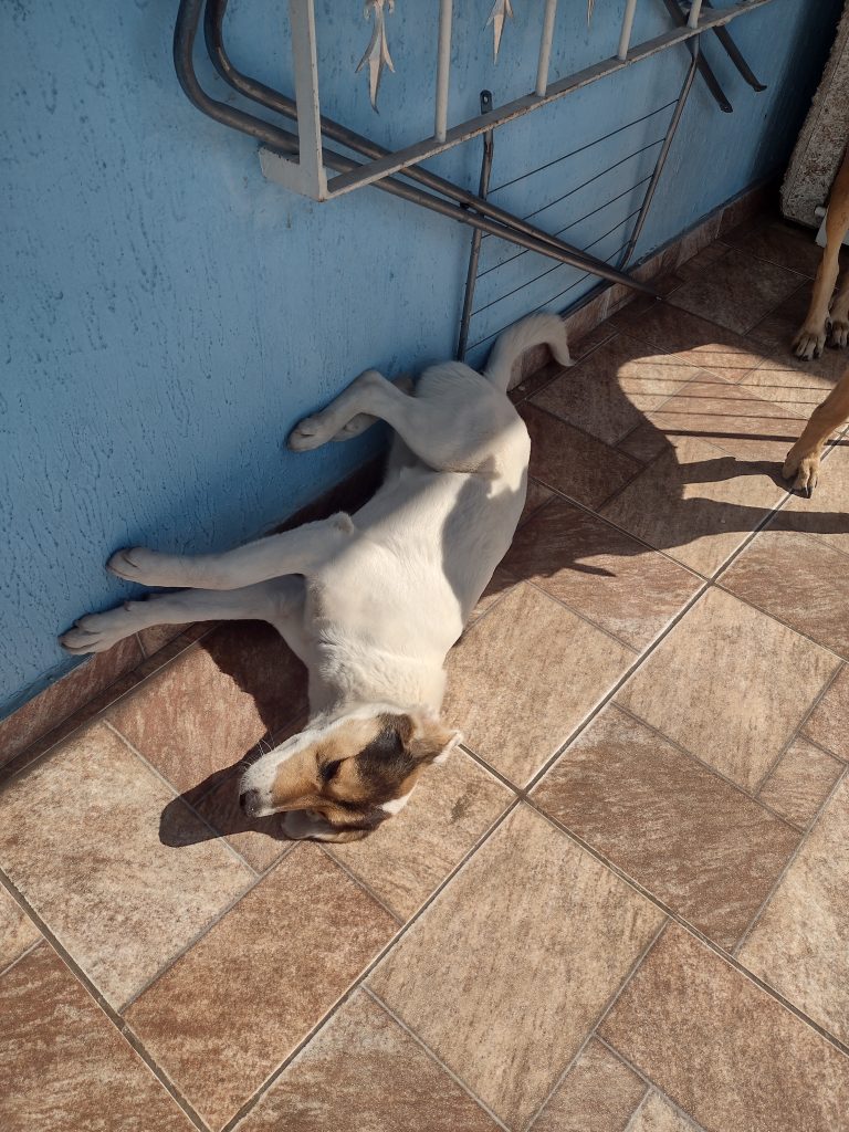 Bella (Adoção Urgente)