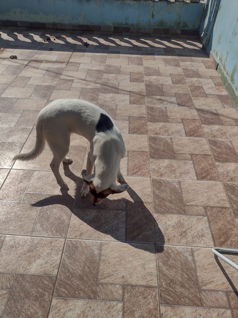 Bella (Adoção Urgente)