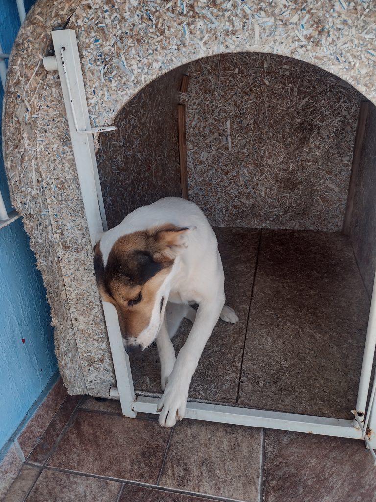 Bella (Adoção Urgente)