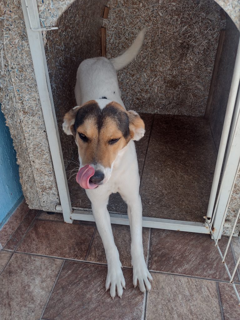 Bella (Adoção Urgente)