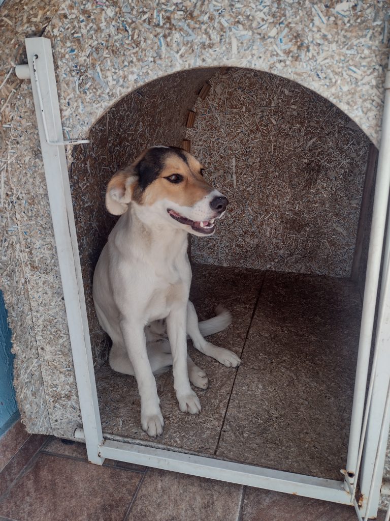 Bella (Adoção Urgente)