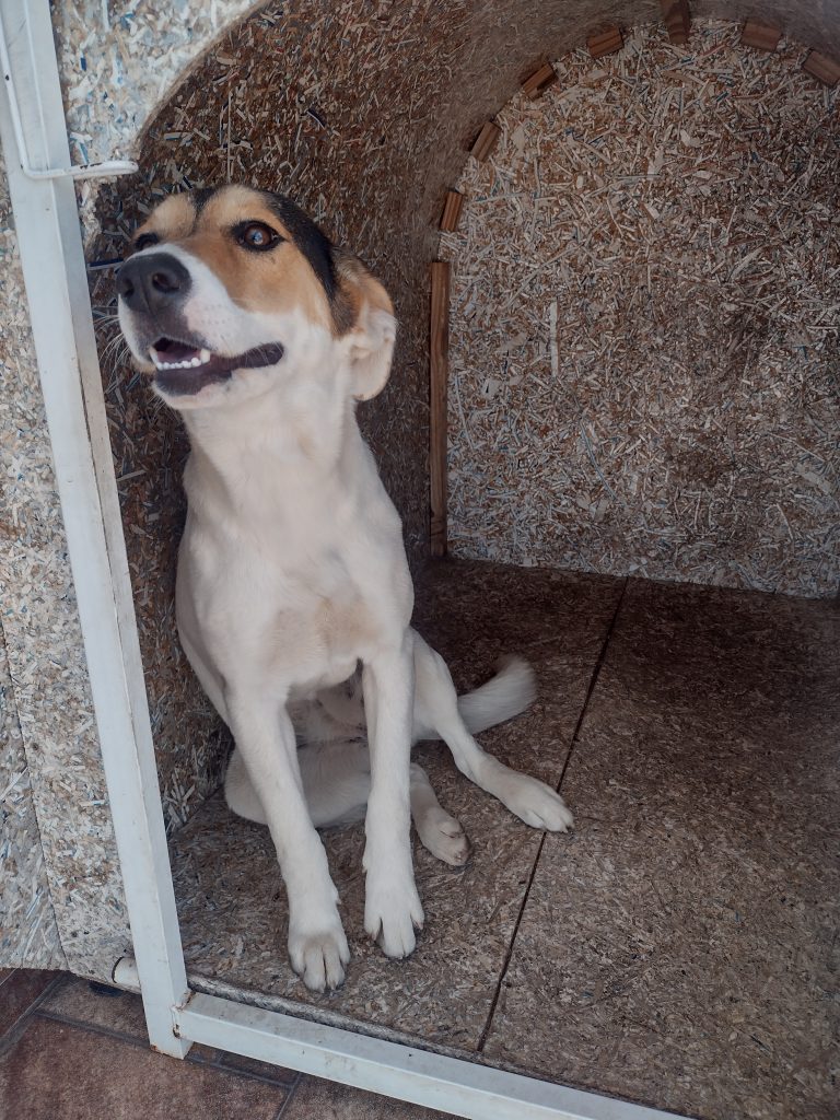 Bella (Adoção Urgente)
