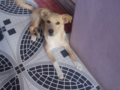 Cão SRD (Adoção Urgente)