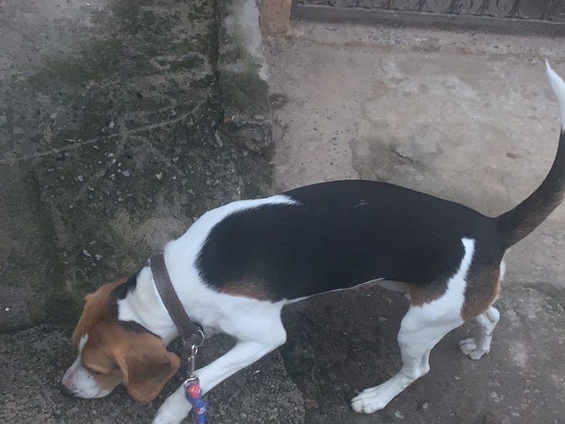 Beagle (Adoção Urgente)