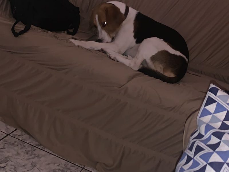 Beagle (Adoção Urgente)