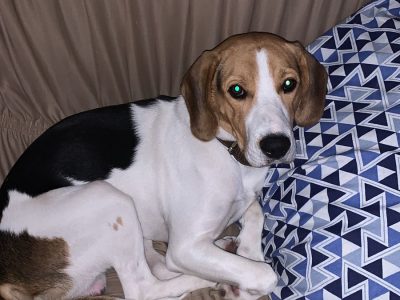 Beagle (Adoção Urgente)