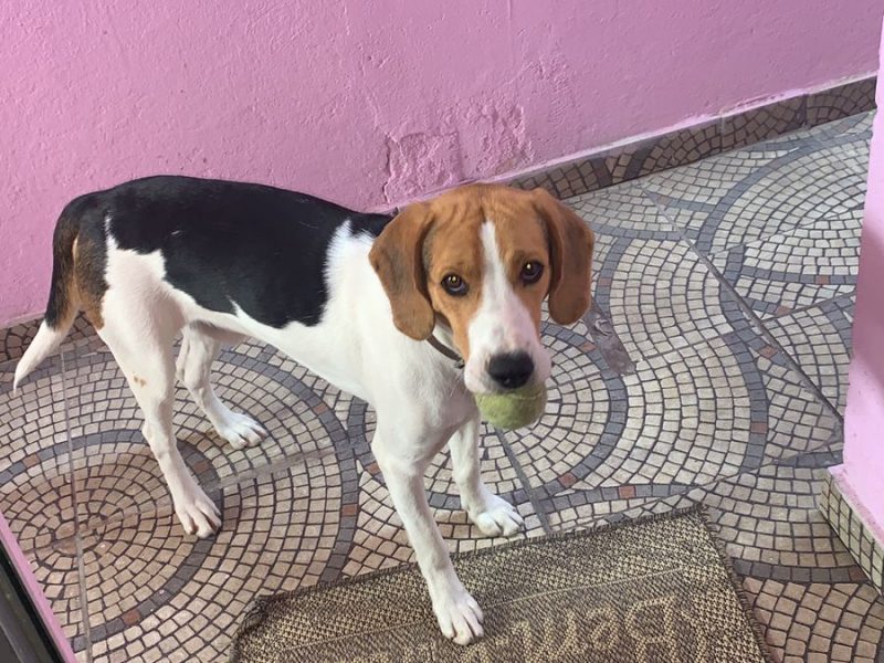 Beagle (Adoção Urgente)