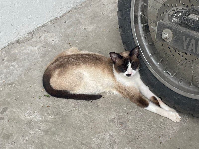 Gatinha Prenha (Adoção Urgente)