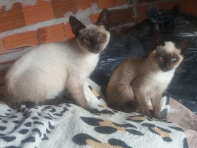 2 Gatos (Adoção Urgente)