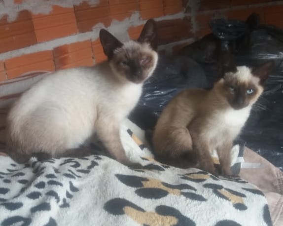 2 Gatos (Adoção Urgente)