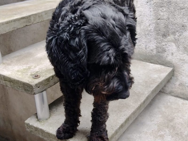 Bob Poodle (Adoção Urgente)